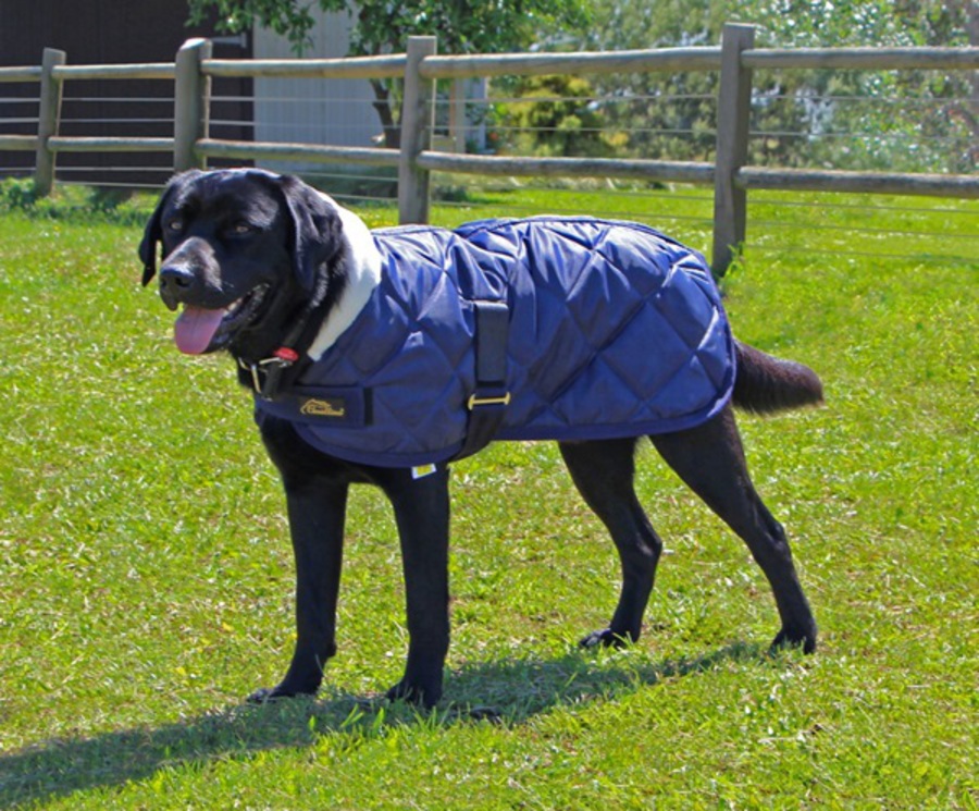 Cavallino Sherwood Dog Coat image 0
